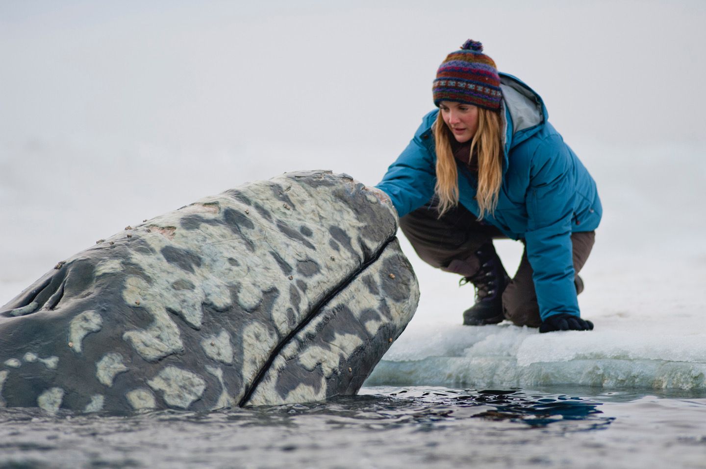 دانلود فیلم Big Miracle 2012