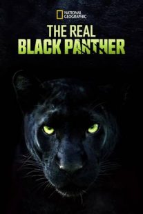 دانلود مستند The Real Black Panther 2020229564-2092898564