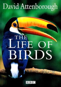 دانلود مستند The Life of Birds382058-173763314