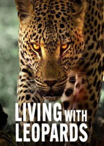 دانلود مستند Living with Leopards 2024400477-602859458