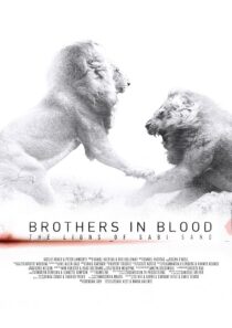 دانلود مستند Brothers in Blood: The Lions of Sabi Sand 2015424819-93498374